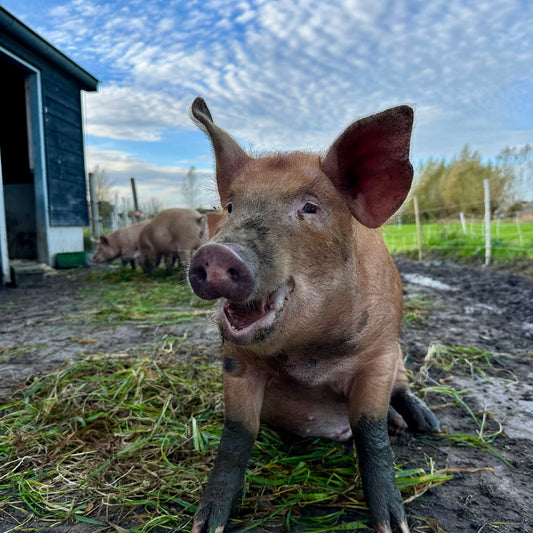 Varkens Sukade (bevroren)