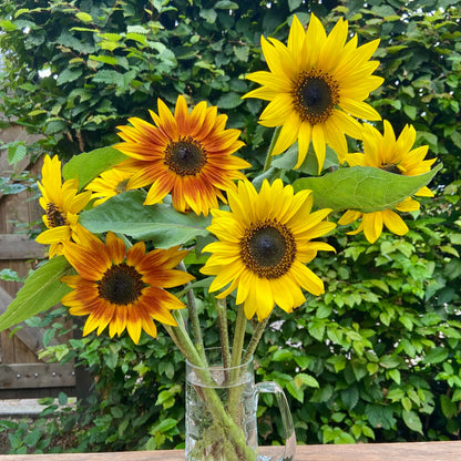 Zonnebloem (uit het veld)