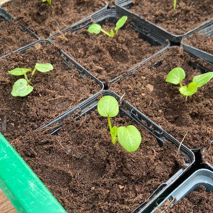 Eetbare bloemen (jonge plantjes, diverse soorten)
