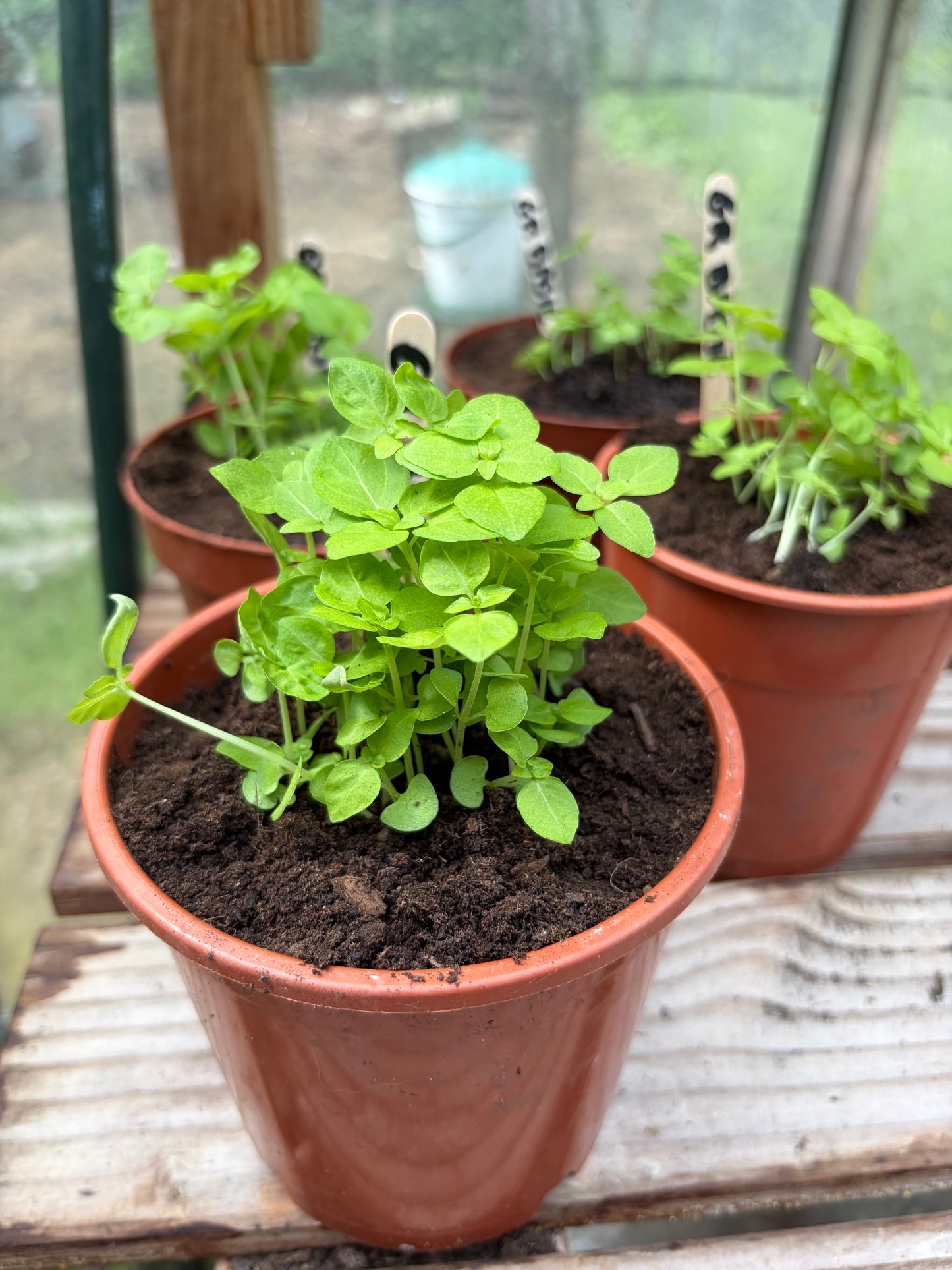 Struikbasilicum