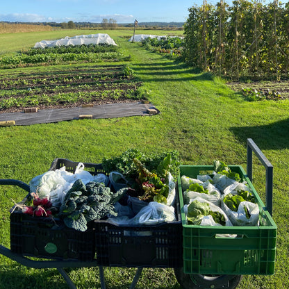 Winter Oogsttas (UITVERKOCHT)
