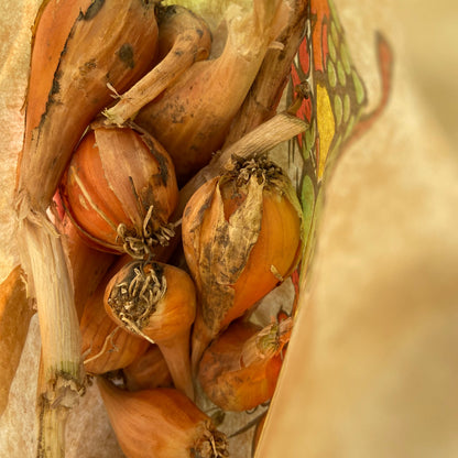 Salade-ui/Utrechts uitjes (p st)