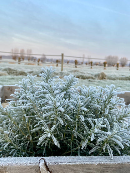 Verse kruiden 1 soort (diverse soorten, bosje ~20g)