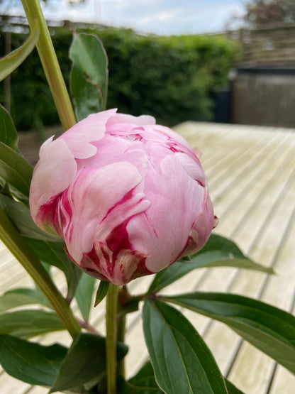 Pioenrozen (uit eigen tuin, p steel)