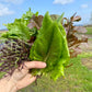 Pluksla (mesclun, 100g)