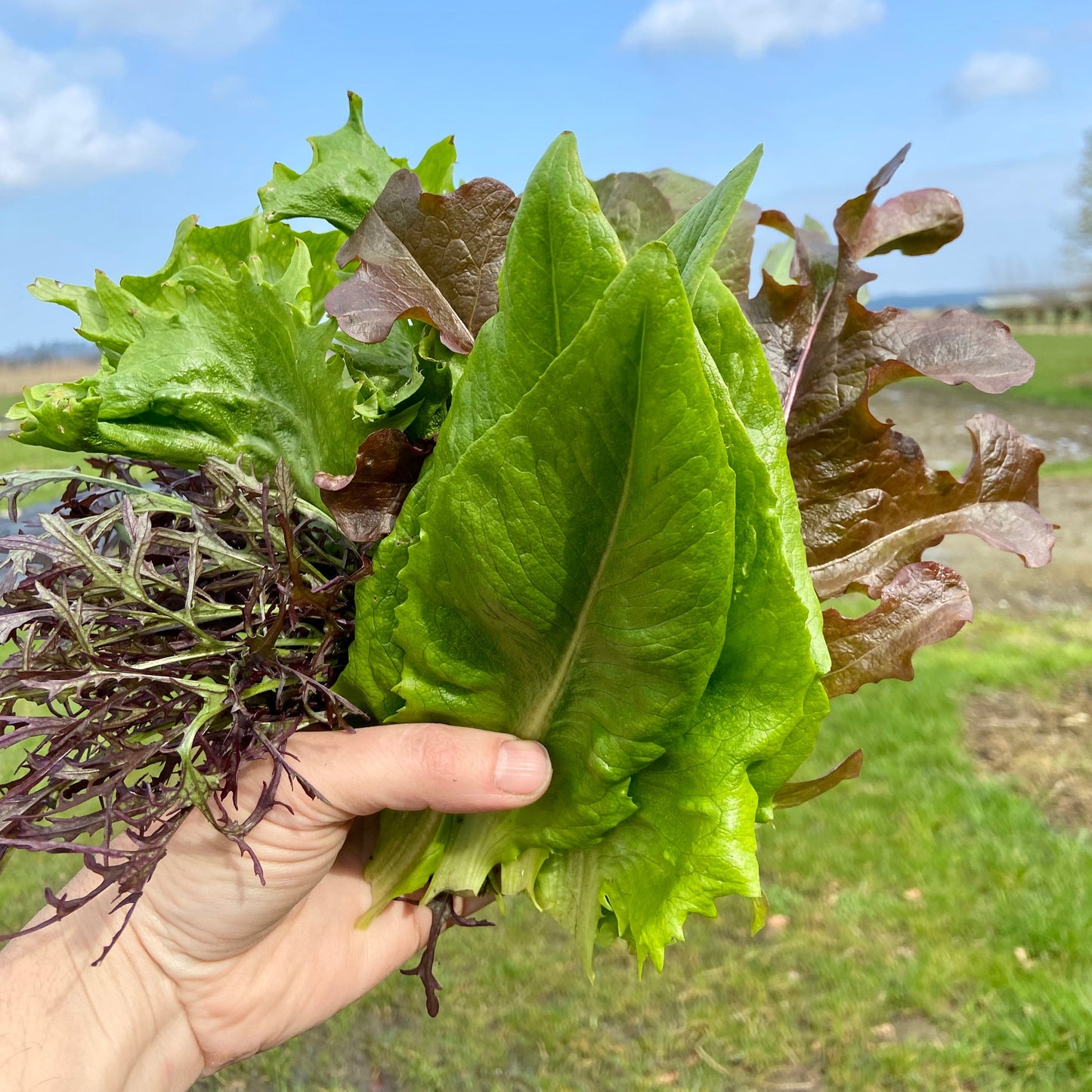 Pluksla (mesclun, 150g)