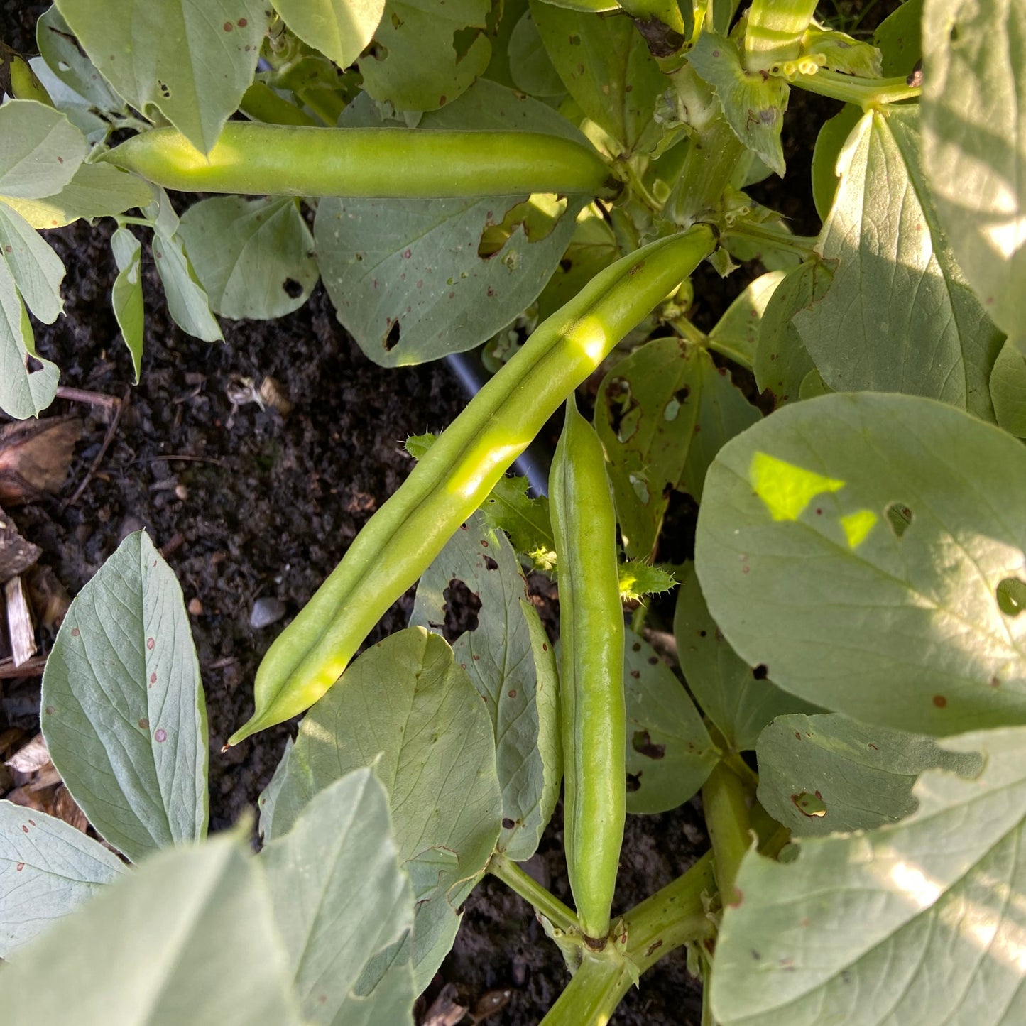 tuinbonen (500g)