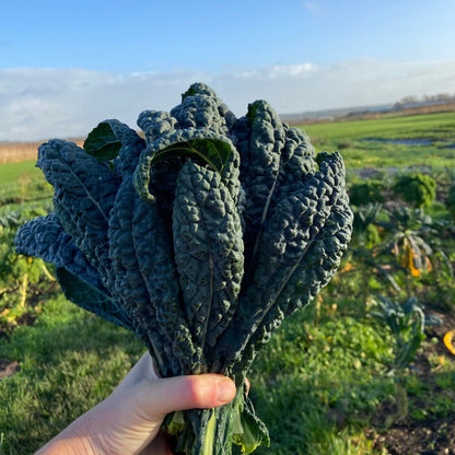 Palmkool (klein blad en toppen, 250g)