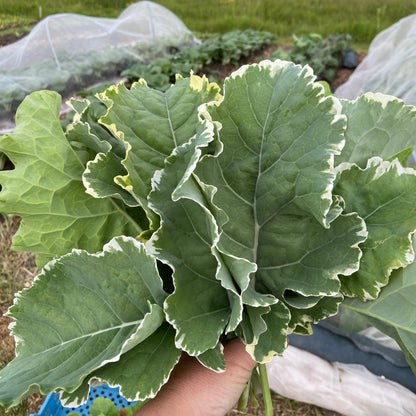 Bladkool eeuwige moes en/of Portugese bladkool (200g, klein blad)