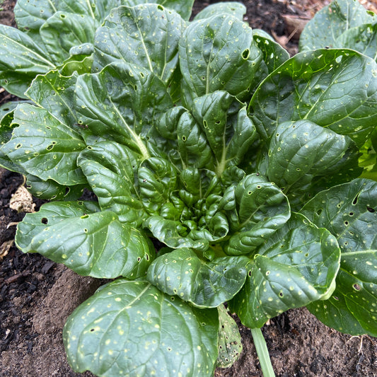 Tatsoi (300-400g, met wat gaatjes)