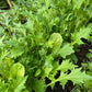 Roerbakmix (bladgroenten, 100g)