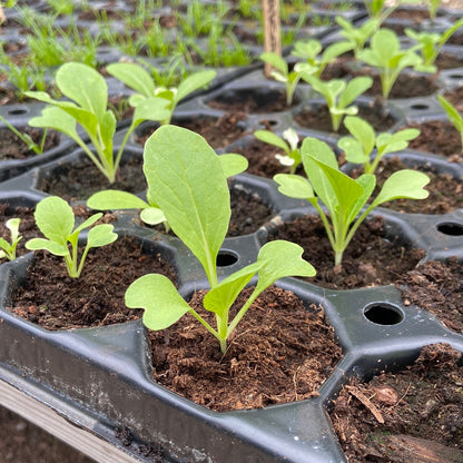 Groenteplugjes (diverse groenten)