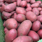 Aardappelen (nieuwe oogst)