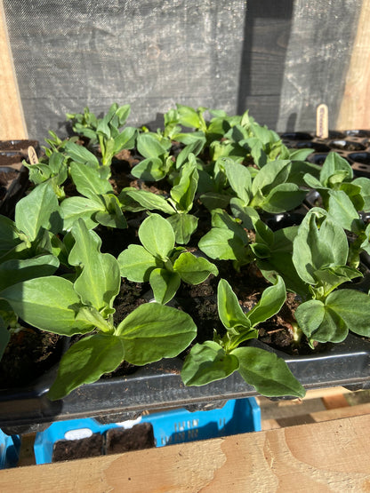 Groenteplugjes (diverse groenten)