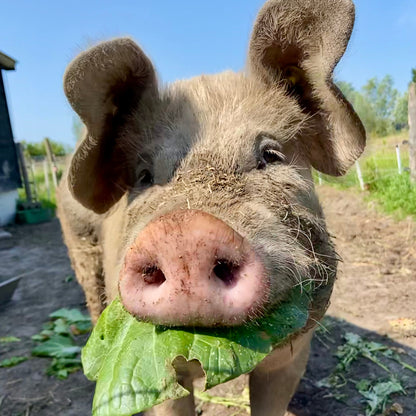 Worstenpakket 'Huub'