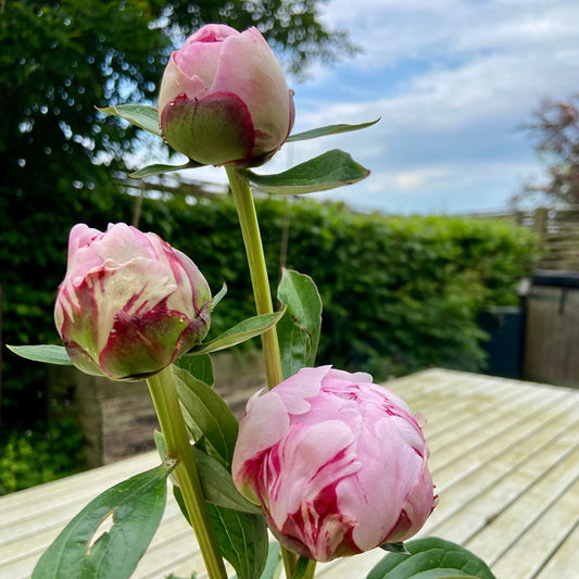 Pioenrozen (uit eigen tuin, p steel)