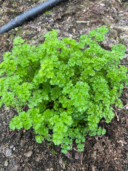 Verse kruiden 1 soort (diverse soorten, bosje ~20g)