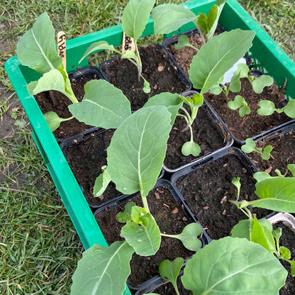 Groenteplantjes in P9 potjes