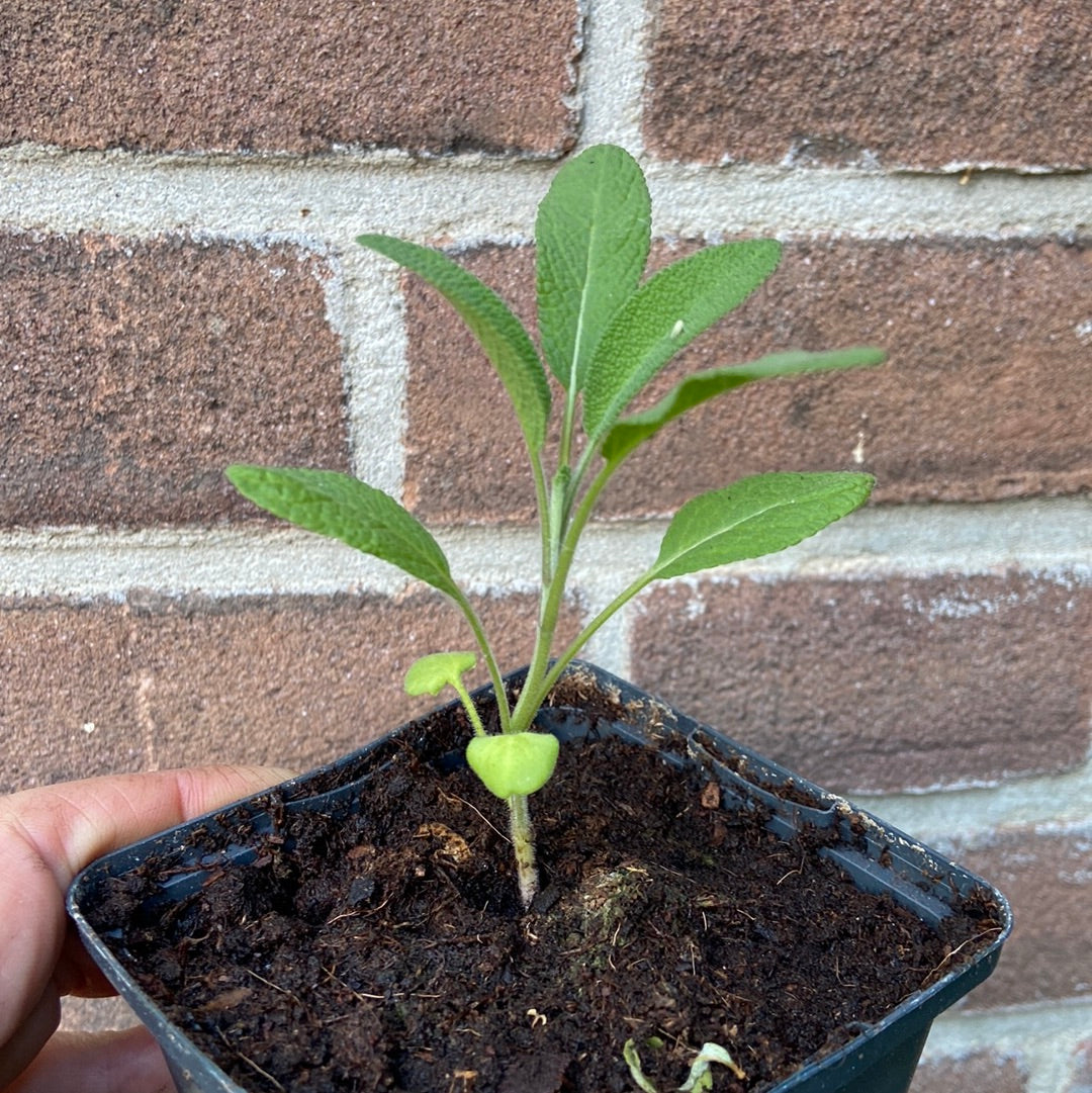 Jonge kruidenplanten (salie of verveine stekken)