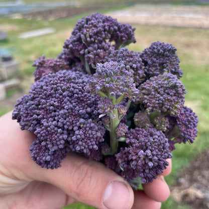 Broccoletto (paars, 100g)