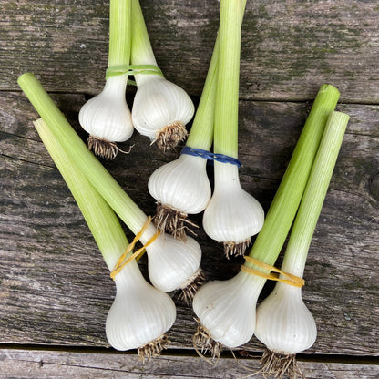 Verse Knoflookstengel (2st)