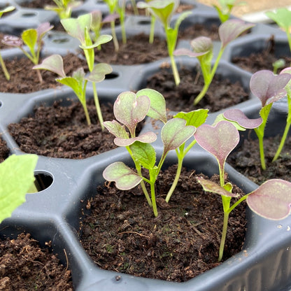 Groenteplugjes (diverse groenten)