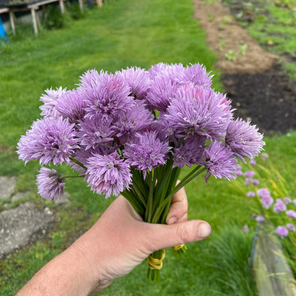 Bieslookbloemen (bosje, 12st)