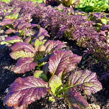 Mosterdblad (100g, rood)