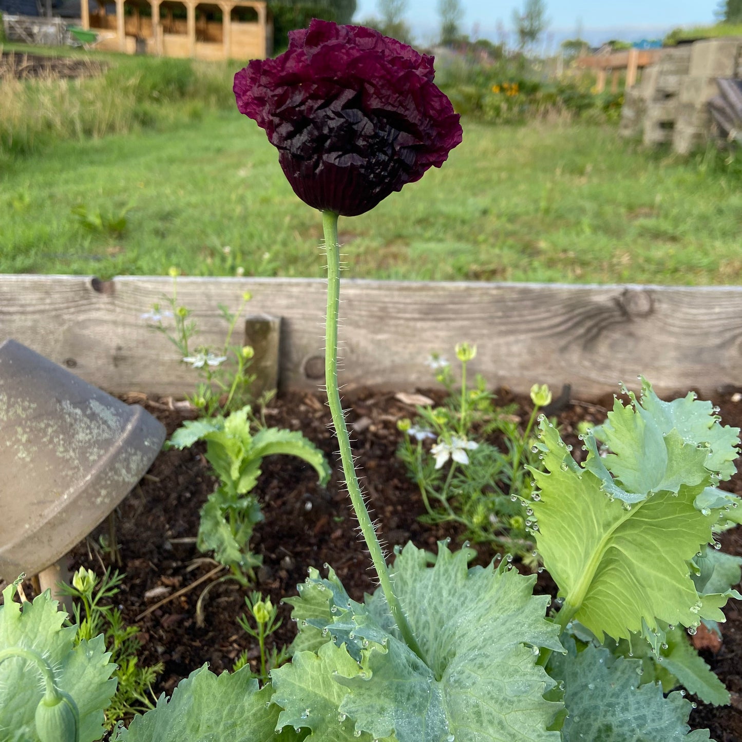 Zwarte papaver (zaailing)