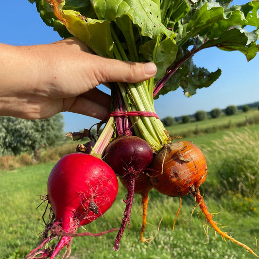 Bosbietenmix (geel, rood en chioggia)