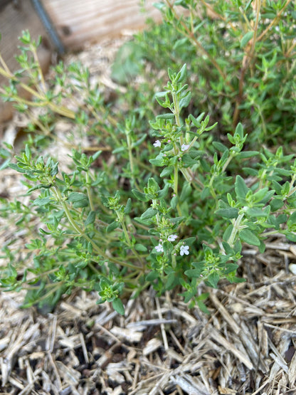 Verse kruiden 1 soort (diverse soorten, bosje ~20g)