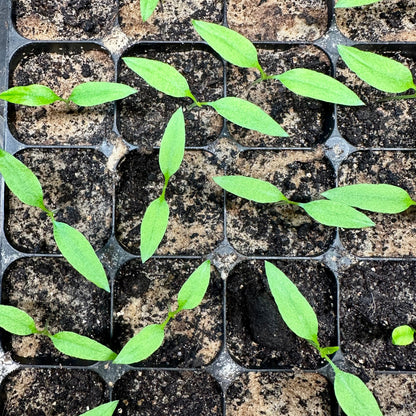 Rode peper (jonge planten)