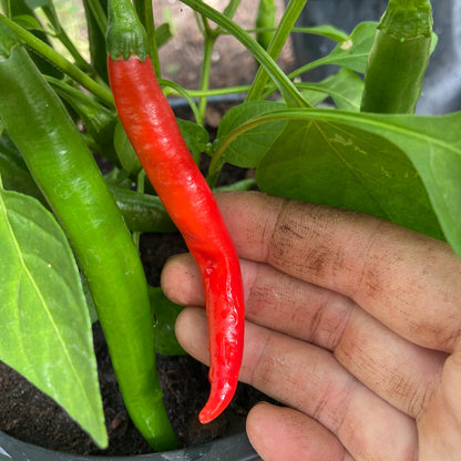 Rode peper (jonge planten)