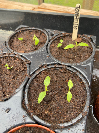 Groenteplantjes in P9 potjes