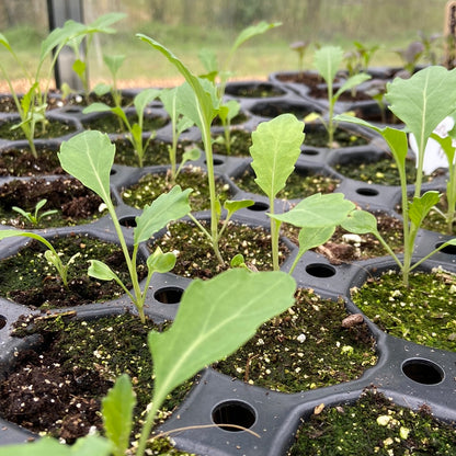 Groenteplugjes (diverse groenten)