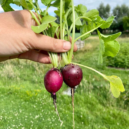 Radijsjes (bosje 12st)