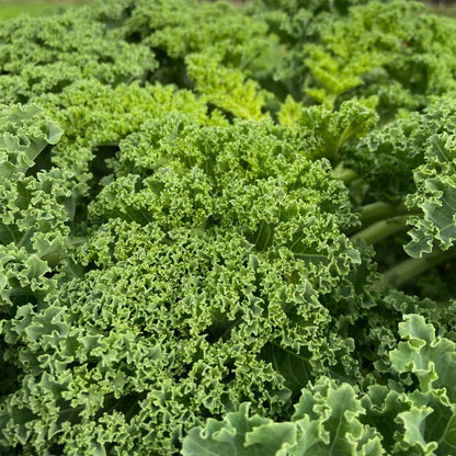 Boerenkool (500g, klein blad en toppen)