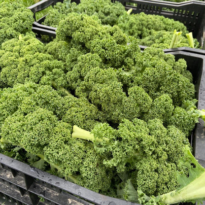 Boerenkool (500g, klein blad en toppen)