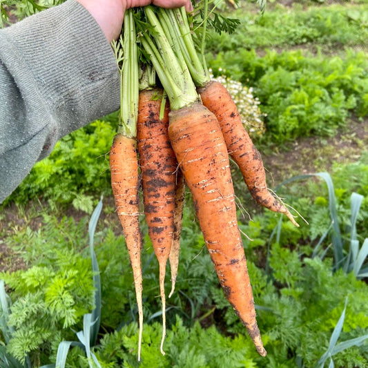 Peen (500g, zonder loof)