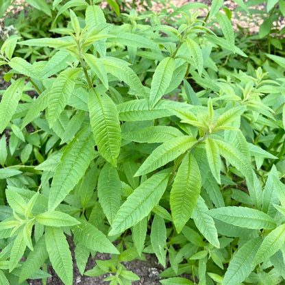 Verse verveine (bosje)