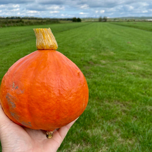 Pompoen oranje