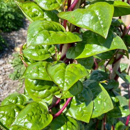 Malabar Spinazie (150g)