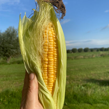 Jonge Suikermais (2st)