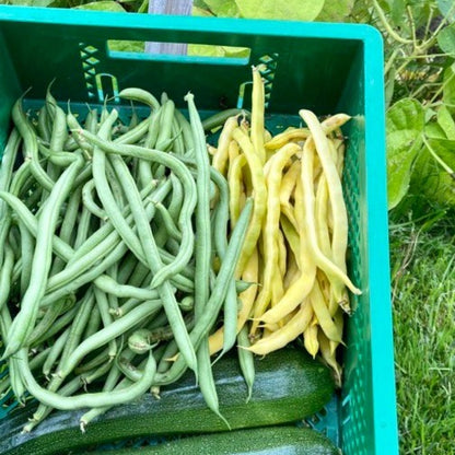 Stokbonen (groen of geel)