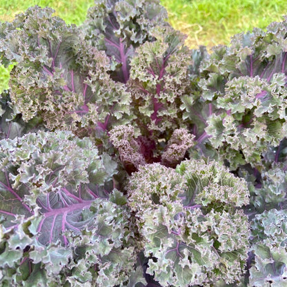 Jonge boerenkool (300g, groen of paars)