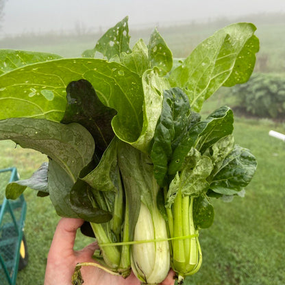 Kleine rode paksoi (3st)
