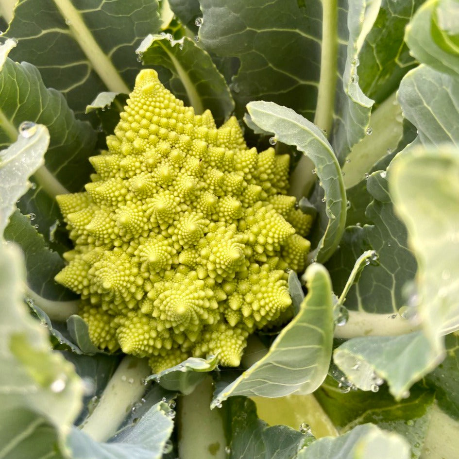 Romanesco