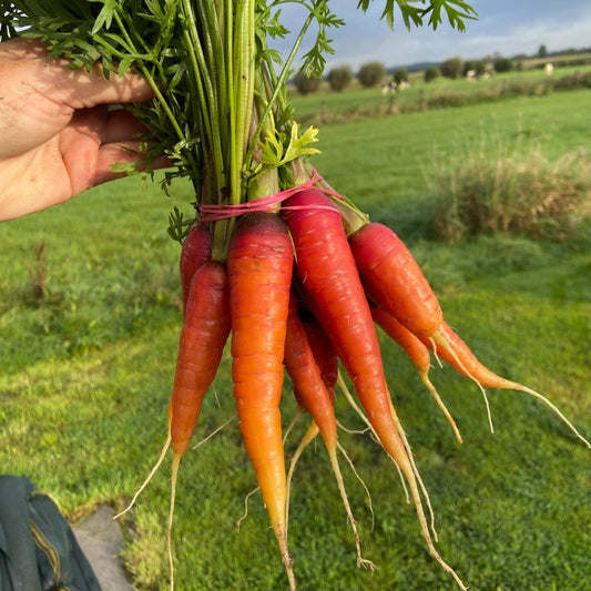 Jonge Rouge Worteltjes (bosje 10-12st)