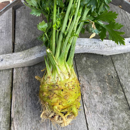 Knolselderij (met loof)