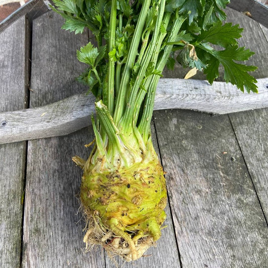 Knolselderij (met loof)